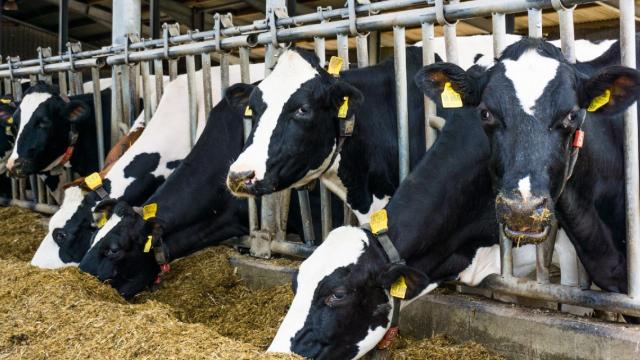 Cows at the farm