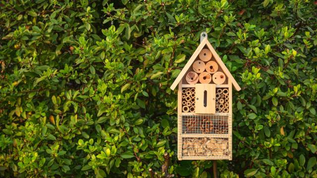Insect hotel in a green hedge gives protection and a nesting aid to bees and other insects.