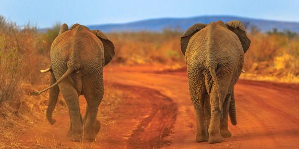 Elephants